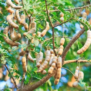 Tamarind Live Plant – 10-12 Inches Tall – Potted Tropical Fruit Tree - Image 1