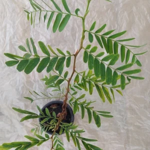 Tamarind Live Plant (Tamarindus Indica) - 15 Inches Tall, Tropical Fruit Tree - Image 2
