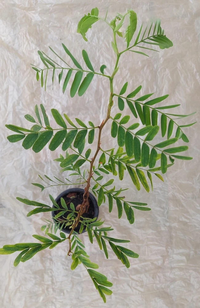 Tamarind Live Plant (Tamarindus Indica) - 15 Inches Tall, Tropical Fruit Tree - Image 2