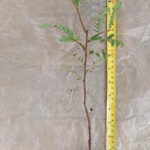 Tamarind Live Plant (Tamarindus Indica) - 15 Inches Tall, Tropical Fruit Tree - Image 3