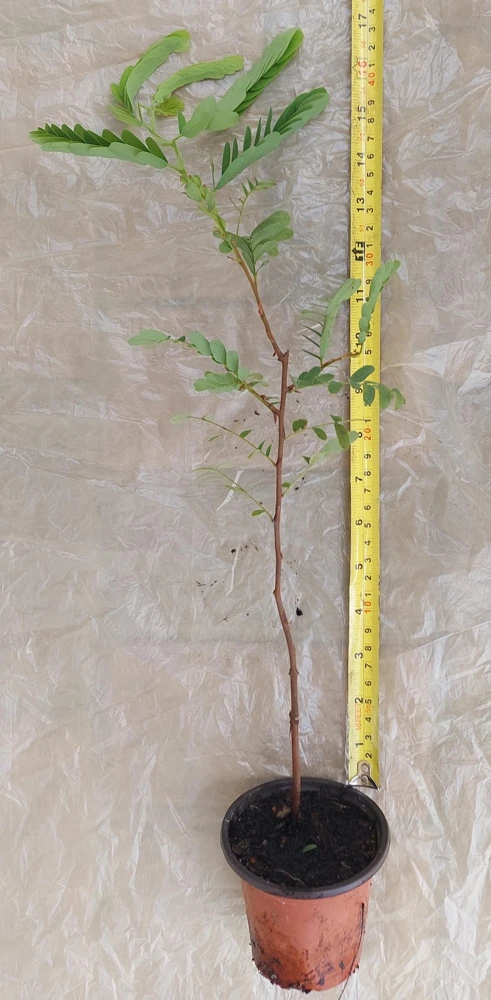 Tamarind Live Plant (Tamarindus Indica) - 15 Inches Tall, Tropical Fruit Tree - Image 3