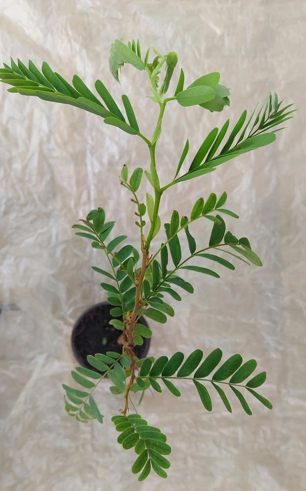 Tamarind Live Plant (Tamarindus Indica) - 15 Inches Tall, Tropical Fruit Tree - Image 4