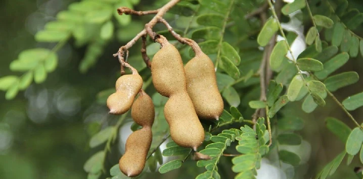 Tamarind Live Plant (Tamarindus Indica) - 15 Inches Tall, Tropical Fruit Tree - Image 5
