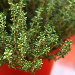 Thyme Live Plant - 5-7 Inches Tall in 3.5 Inch Pot - Easy Care Herb - Image 1