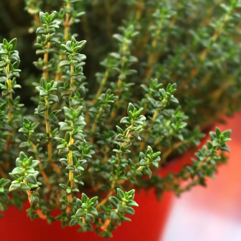 Thyme Live Plant - 5-7 Inches Tall in 3.5 Inch Pot - Easy Care Herb - Image 1