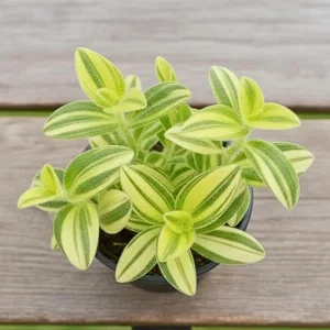 Tradescantia Live Plant - 3.5 Inch Potted Houseplant for Indoor - Image 1