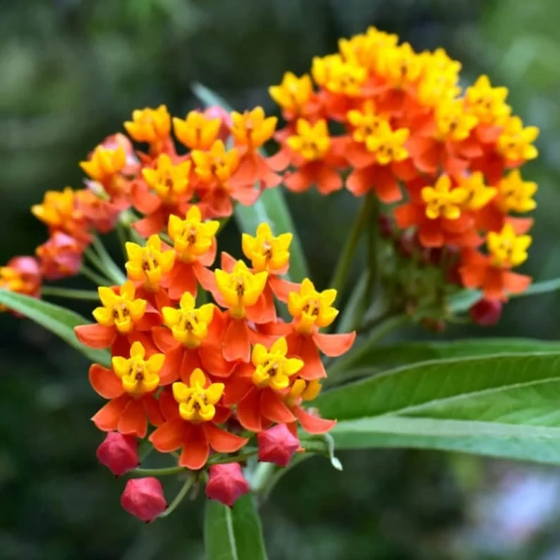 Tropical Milkweed Live Plant – Asclepias curassavica – 4 inch Pot – Outdoor Pollinator - Image 1