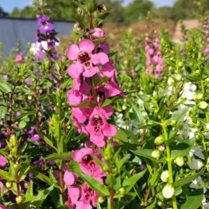 Tropical Snapdragon Live Plant – Antirrhinum majus – 4in Potted – Outdoor - Image 2