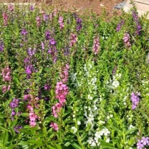 Tropical Snapdragon Live Plant – Antirrhinum majus – 4in Potted – Outdoor - Image 3