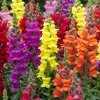 Tropical Snapdragon Live Plant – Antirrhinum majus – 4in Potted – Outdoor - Image 1