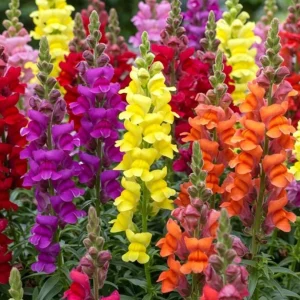 Tropical Snapdragon Live Plant – Antirrhinum majus – 4in Potted – Outdoor - Image 1