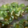 Twisted Hoya Live Plant – Trailing Houseplant – 3 Inch Pot – Indoor - Image 1