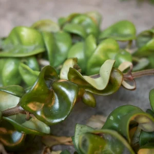 Twisted Hoya Live Plant – Trailing Houseplant – 3 Inch Pot – Indoor - Image 1