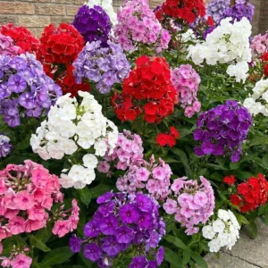 Upright Phlox Live Plant - Tall Garden Perennial for Outdoor Landscape - Image 2