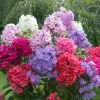 Upright Phlox Live Plant - Tall Garden Perennial for Outdoor Landscape - Image 1