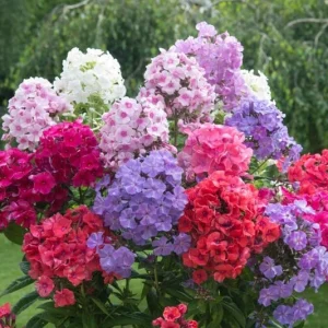 Upright Phlox Live Plant - Tall Garden Perennial for Outdoor Landscape - Image 1