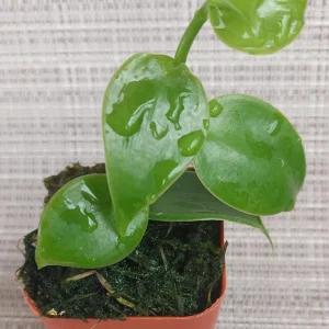 Vanilla Planifolia Orchid Live Plant - Rooted Tropical Vine for Indoor Growing - Image 2
