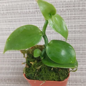 Vanilla Planifolia Orchid Live Plant - Rooted Tropical Vine for Indoor Growing - Image 1