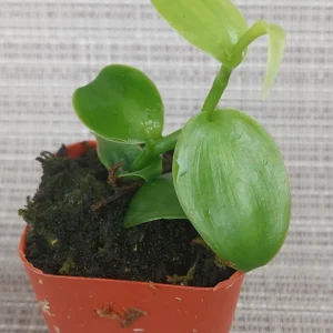 Vanilla Planifolia Orchid Live Plant - Rooted Tropical Vine for Indoor Growing - Image 3