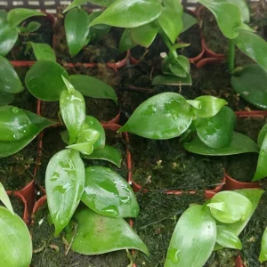 Vanilla Planifolia Orchid Live Plant - Rooted Tropical Vine for Indoor Growing - Image 4