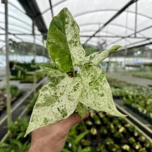 Variegated Alocasia Blizzard Live Plant – 4in Potted Houseplant – Indoor - Image 2
