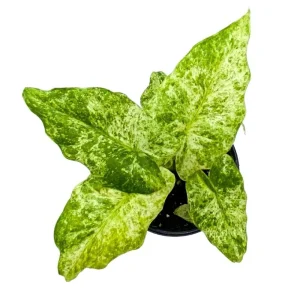 Variegated Alocasia Blizzard Live Plant – 4in Potted Houseplant – Indoor - Image 1