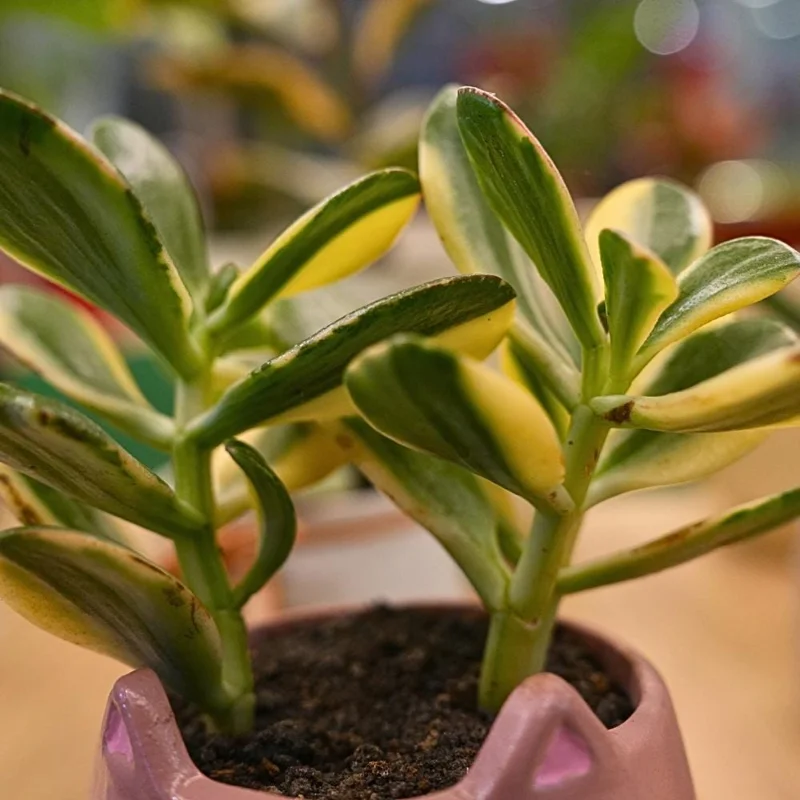 Variegated Jade Plant Live Succulent - Crassula Ovata - 4 Inches Tall in 3.5 Inch Pot - Indoor Houseplant - Image 1