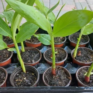 White Butterfly Ginger Lily Live Plant (Hedychium Coronarium) - Fragrant Perennial - Image 2