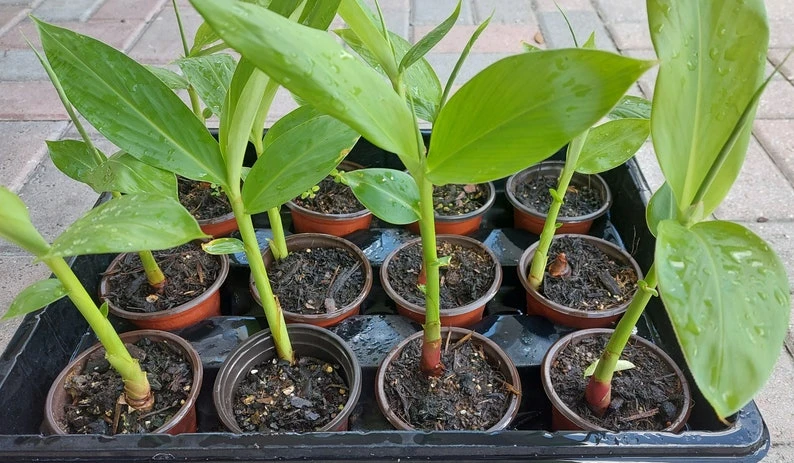 White Butterfly Ginger Lily Live Plant (Hedychium Coronarium) - Fragrant Perennial - Image 2