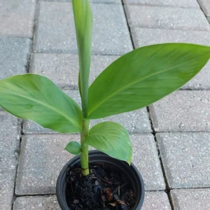 White Butterfly Ginger Lily Live Plant (Hedychium Coronarium) - Fragrant Perennial - Image 3