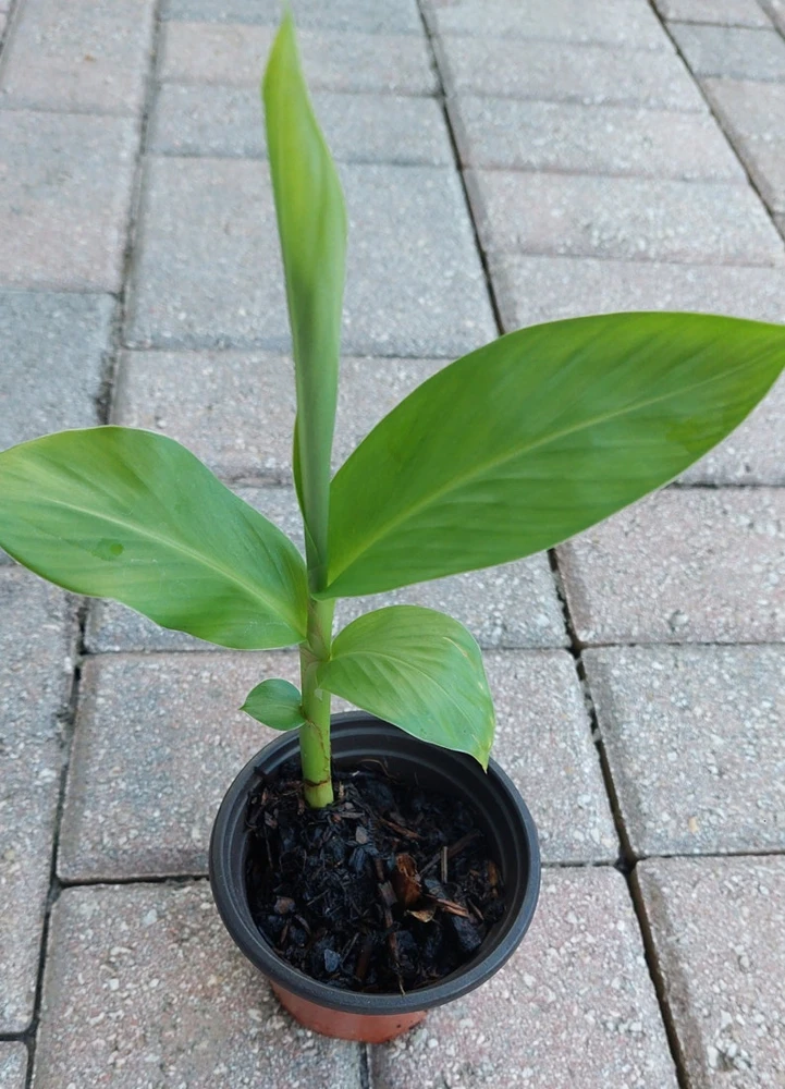 White Butterfly Ginger Lily Live Plant (Hedychium Coronarium) - Fragrant Perennial - Image 3