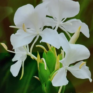 White Butterfly Ginger Lily Live Plant (Hedychium Coronarium) - Fragrant Perennial - Image 1