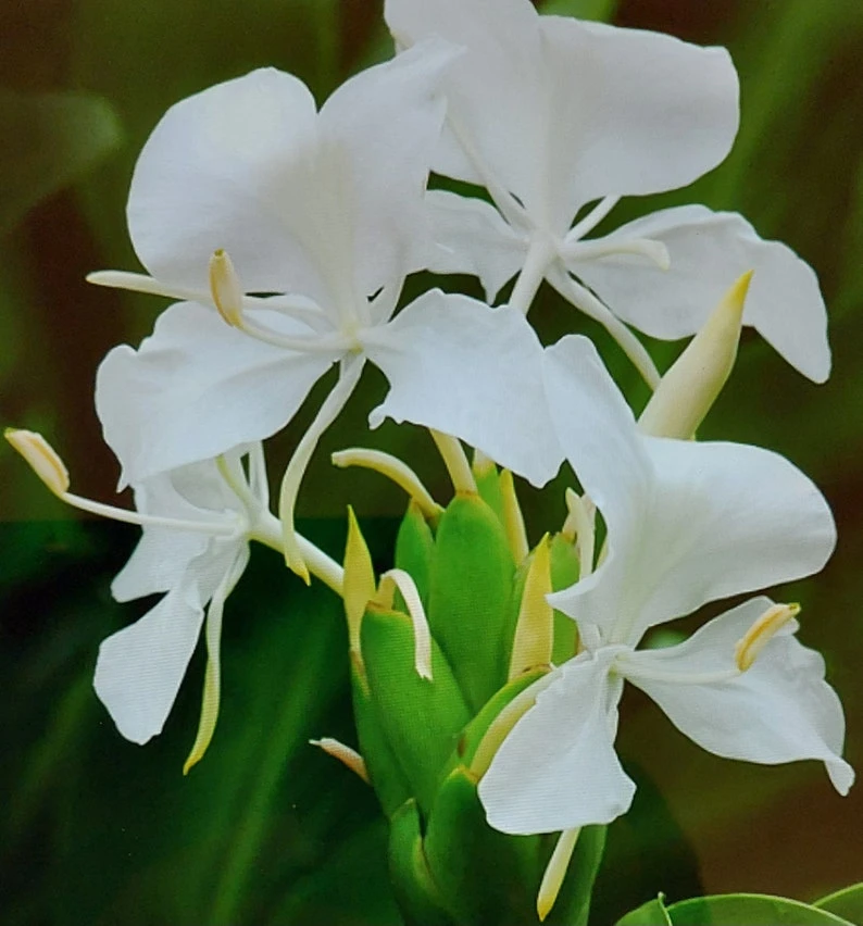White Butterfly Ginger Lily Live Plant (Hedychium Coronarium) - Fragrant Perennial - Image 1