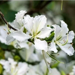 White Hong Kong Orchid Tree Live Plant Bauhinia variegata 'Alba' 12-18" Tall in 4" Pot - Image 1