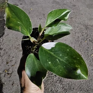 White Knight Philodendron Live Plant - Variegated Indoor Aroid - Image 2