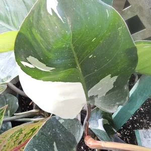 White Knight Philodendron Live Plant - Variegated Indoor Aroid - Image 3