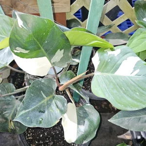 White Knight Philodendron Live Plant - Variegated Indoor Aroid - Image 1