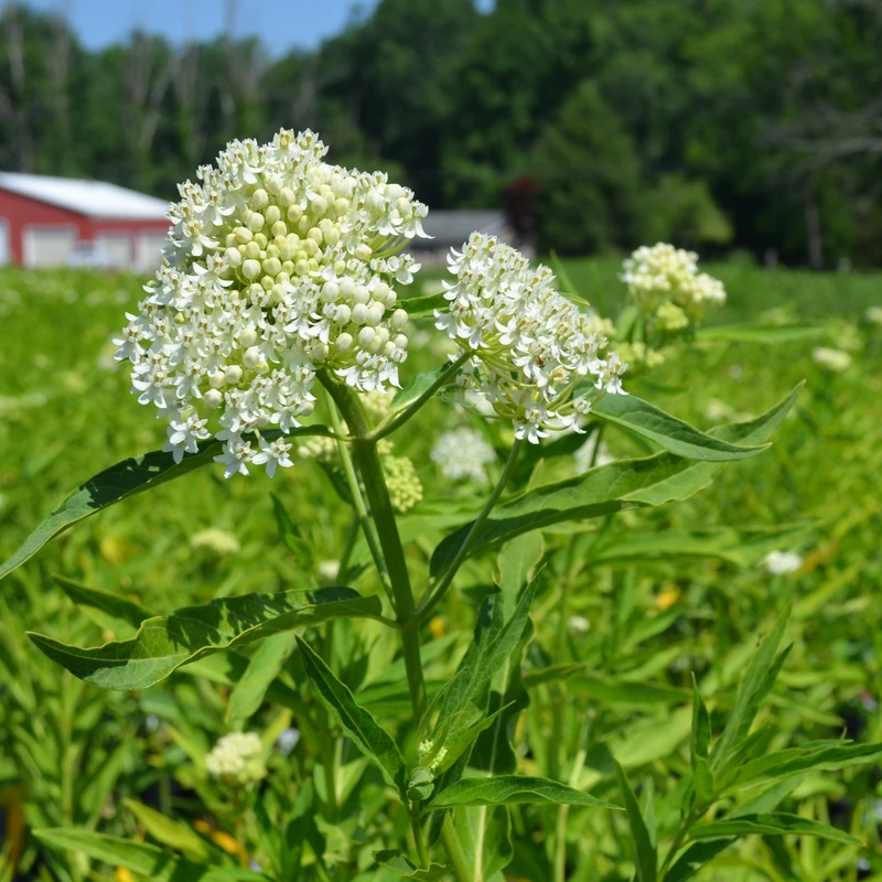 White Milkweed Live Plant – Asclepias perennis – 4in Pot – Outdoor Flower - Image 2