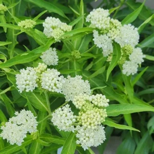 White Milkweed Live Plant – Asclepias perennis – 4in Pot – Outdoor Flower - Image 1