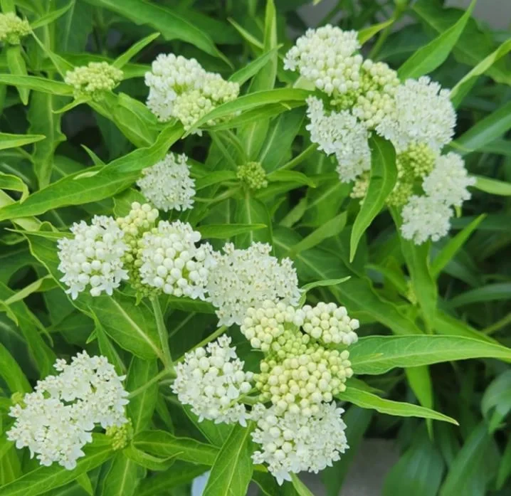 White Milkweed Live Plant – Asclepias perennis – 4in Pot – Outdoor Flower - Image 1