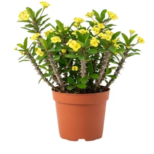 Yellow Crown of Thorns Live Plant - 4 Inch Pot - Euphorbia Milii Houseplant - Image 1