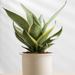 Yellow Sansevieria Live Plant – 4 Inch Pot – Indoor Succulent - Image 1