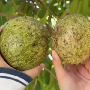 Yellow Soursop Guanabana Live Plant, 5-10 Inch Tropical Fruit Tree, Well-Rooted for Patio & Garden - Image 6