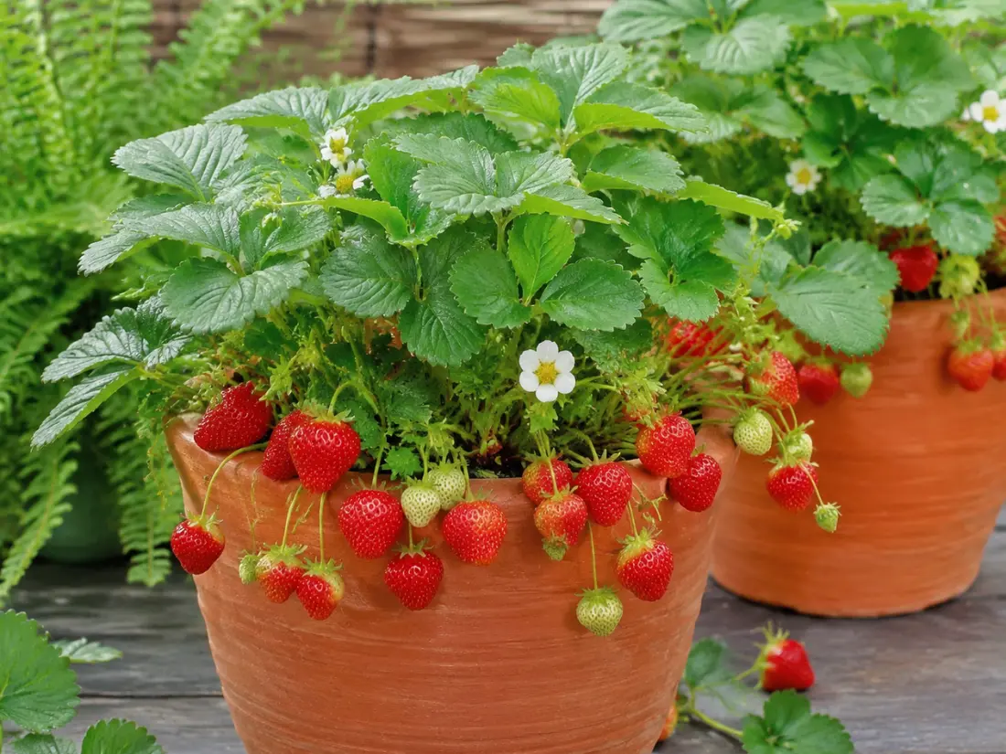 Mara Des Bois Strawberries in Pots