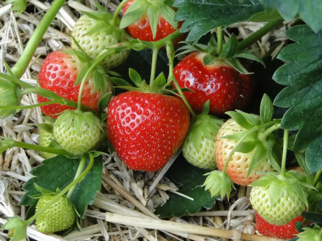 Mara Des Bois Strawberry