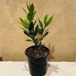 Bay Laurel Tree - Sweet Bay Leaf Live Plant - 1 Gallon Pot - Culinary Herb - Image 3
