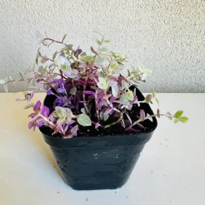 Callisia Repens Pink Lady Live Plant - 4in Pot - Indoor Houseplant - Image 2