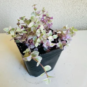 Callisia Repens Pink Lady Live Plant - 4in Pot - Indoor Houseplant - Image 3