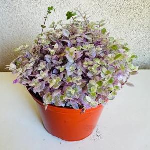 Callisia Repens Pink Lady Live Plant – 6 inch Pot – Indoor - Image 1