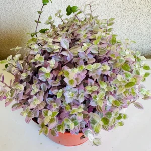 Callisia Repens Pink Lady Live Plant – 6 inch Pot – Indoor - Image 2